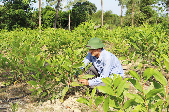 Tăng cường giữ rừng