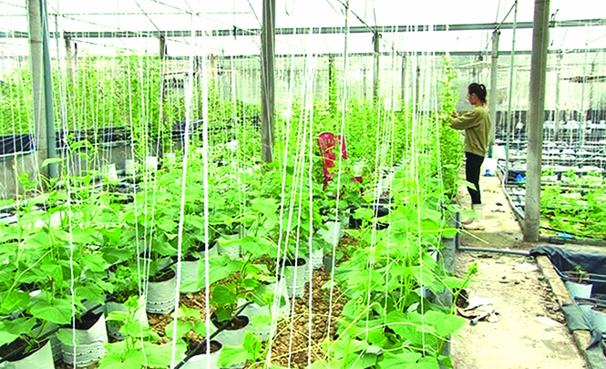 Chuyển đổi cơ cấu cây trồng ở Lệ Thủy dưới góc nhìn nhà nông