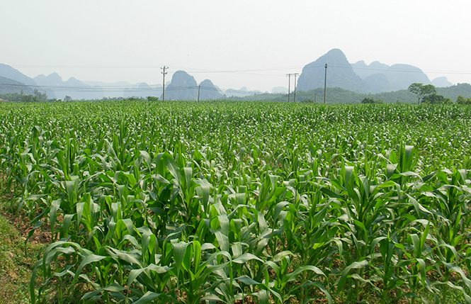 Tìm đầu ra cho nông sản vùng cao