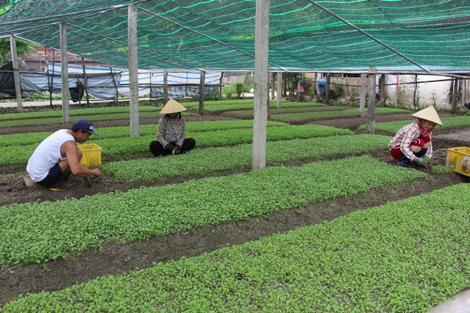 Lệ Thủy: Tổng mức bán lẻ hàng hóa đạt gần 1.268 tỷ đồng