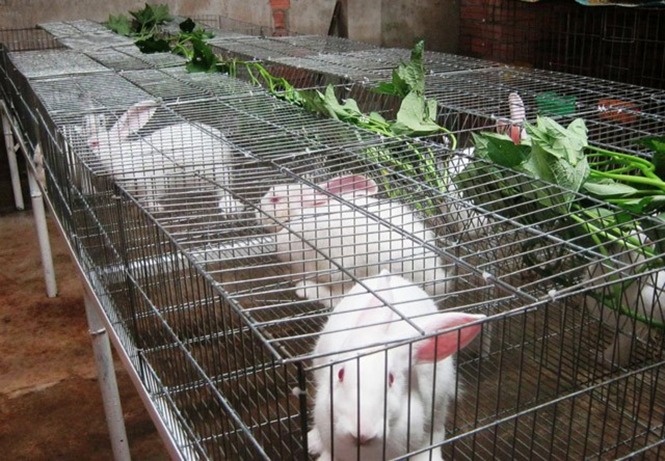 Mô hình nuôi thỏ cho thu nhập ổn định