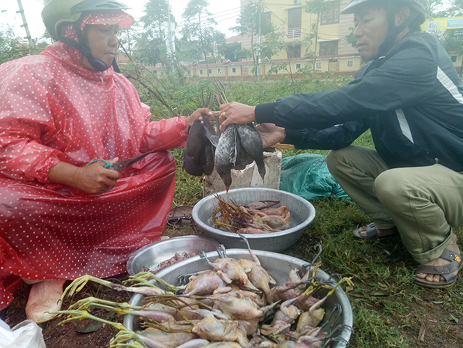 Tận diệt chim trời
