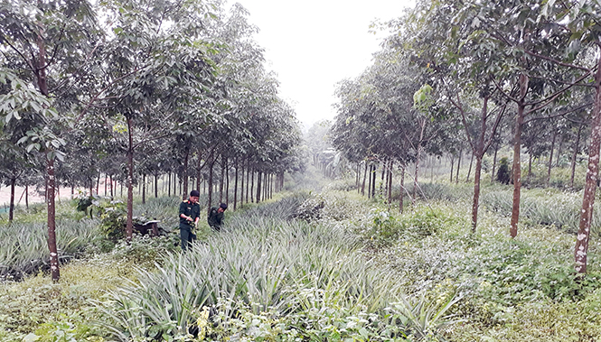 Hướng phát triển bền vững cây trồng vùng gò đồi
