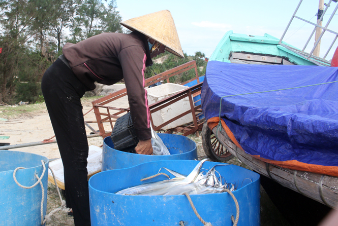 Ngư dân Hải Ninh được mùa cá hố