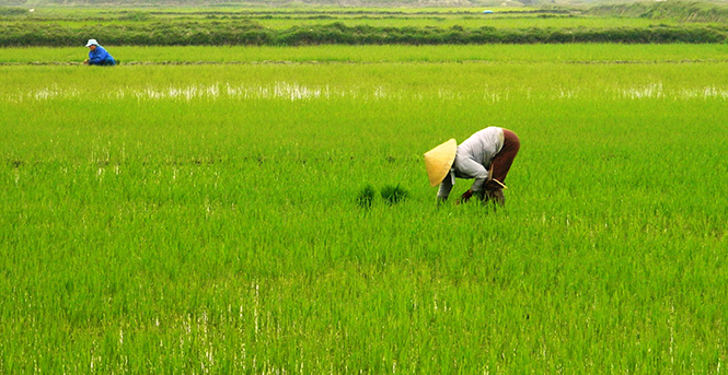 Phát huy hiệu quả các mô hình sản xuất nông nghiệp