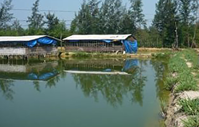 Lệ Thủy: Phát triển chăn nuôi quy mô lớn