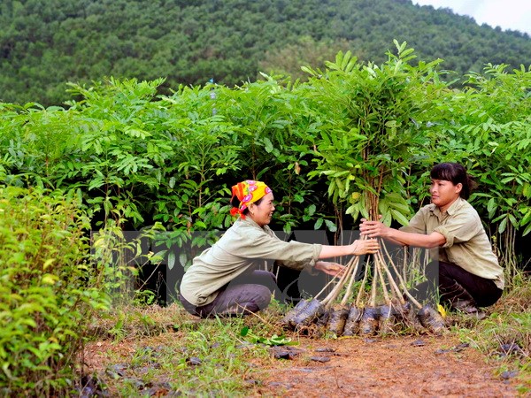 Vượt nhiều chỉ tiêu trong Chiến lược phát triển lâm nghiệp 2006-2020