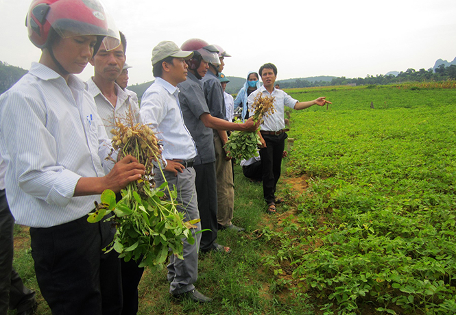 Bố Trạch: Tập trung triển khai sản xuất vụ đông-xuân