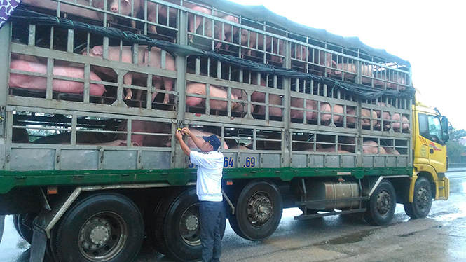 Phòng, chống bệnh lở mồm long móng trên đàn gia súc