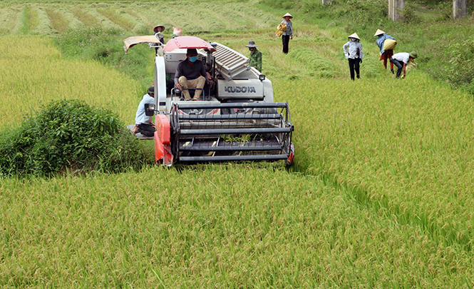Nỗ lực khôi phục trồng trọt, chăn nuôi sau bão lũ