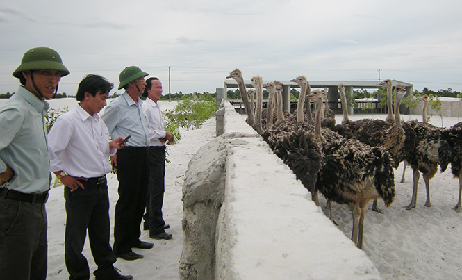 Để kinh tế trang trại phát triển bền vững