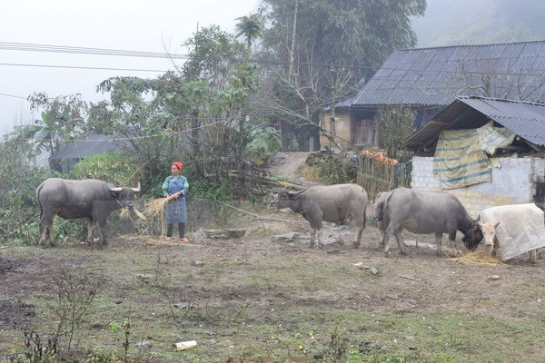 Không khí lạnh mạnh tăng cường, Sa Pa có băng giá trong 1-2 ngày tới