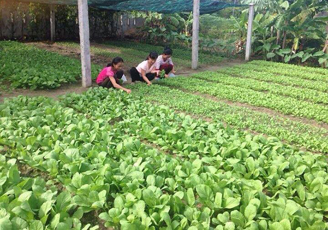 Quảng Ninh: Phát triển kinh tế vườn hộ cho thu nhập cao