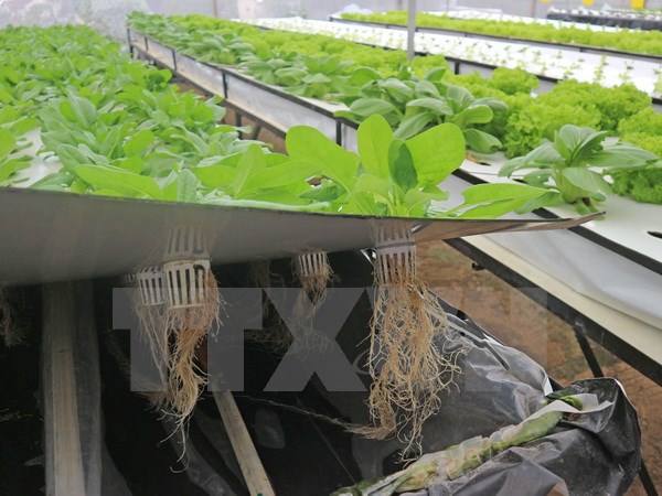 Nông dân Đà Lạt thành công với trồng rau trong không khí