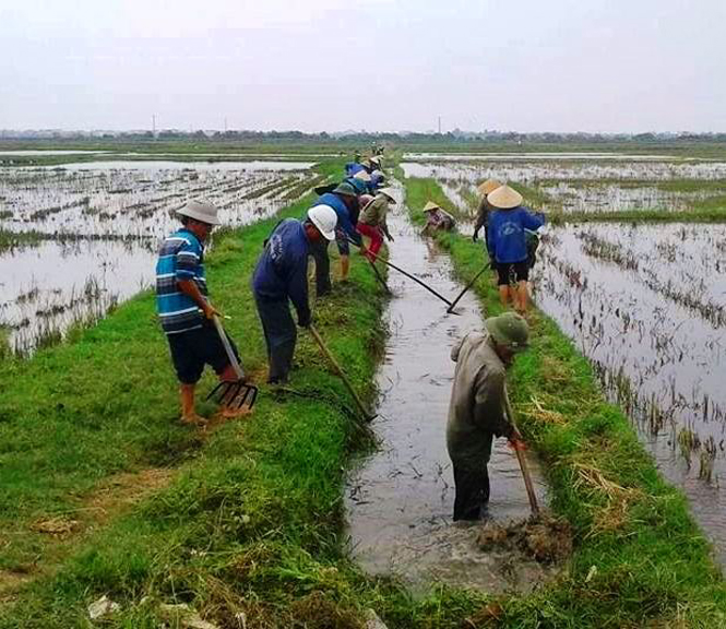 Thị xã Ba Đồn: Chuẩn bị 160 tấn giống lúa phục vụ sản xuất đông-xuân 2017-2018