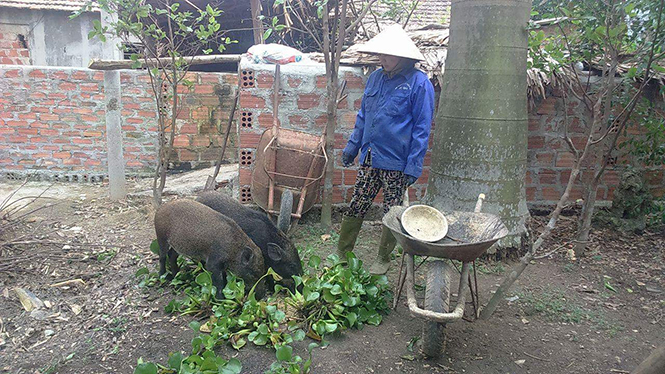Liên kết nuôi lợn rừng theo hướng sinh học