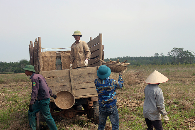 Nỗi lo người trồng sắn