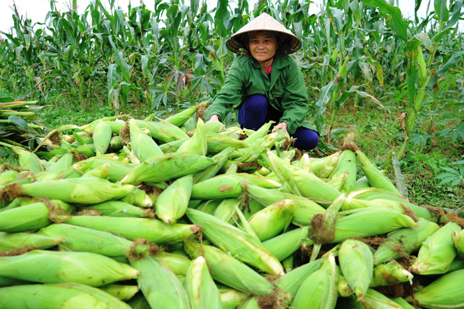 Phấn đấu xây dựng nhiều mô hình kinh tế VAC cho thu nhập cao