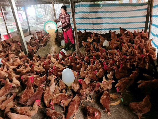 Người phụ nữ làm giàu trên đồng đất quê hương