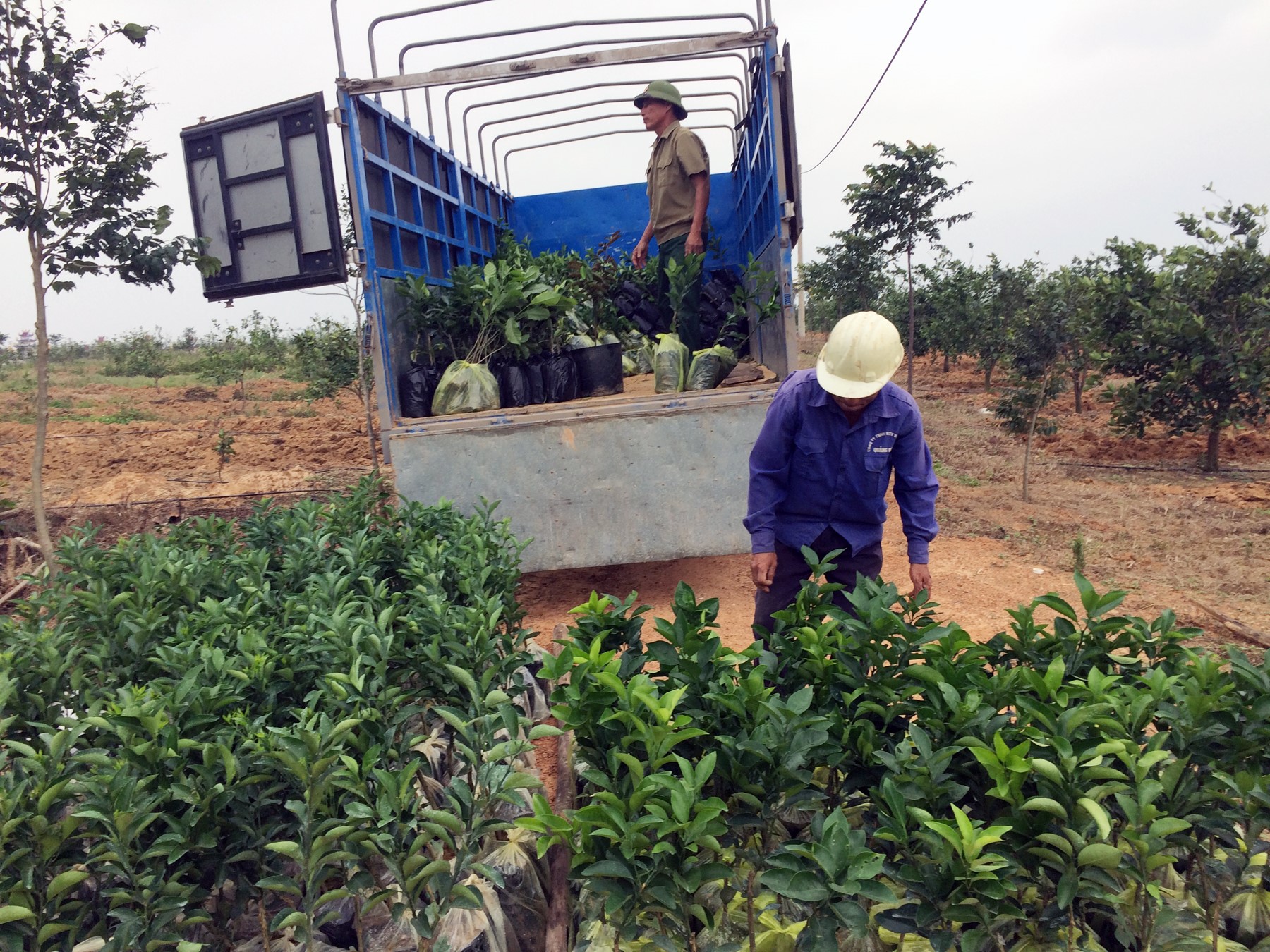 Bảo đảm an toàn thực phẩm với cam thâm canh