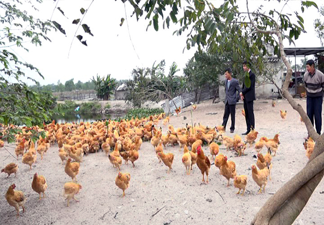 Làm giàu từ mô hình nuôi gà thả vườn