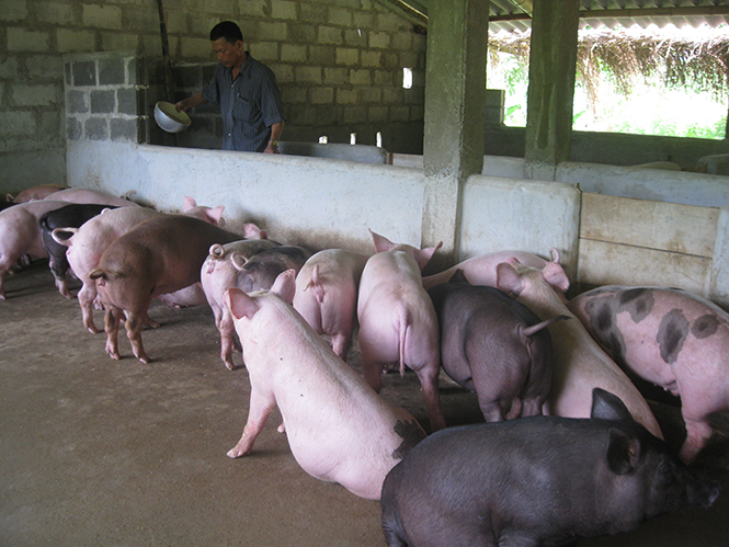 Minh Hóa: Cho vay nông nghiệp nông thôn 505 tỷ đồng