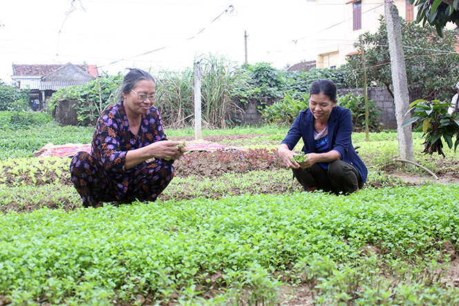 Xã Duy Ninh: Củng cố và phát huy các tiêu chí nông thôn mới