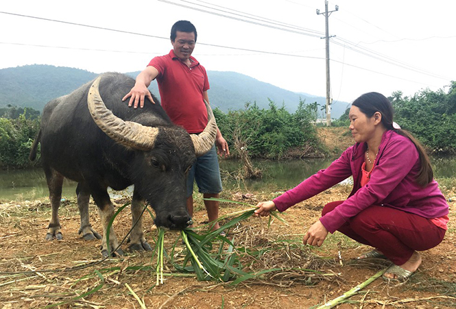 Phát triển ngành nghề bền vững từ vốn tín dụng