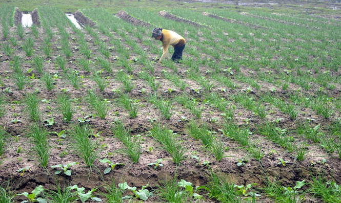 Phụ nữ Gia Ninh giúp nhau phát triển kinh tế
