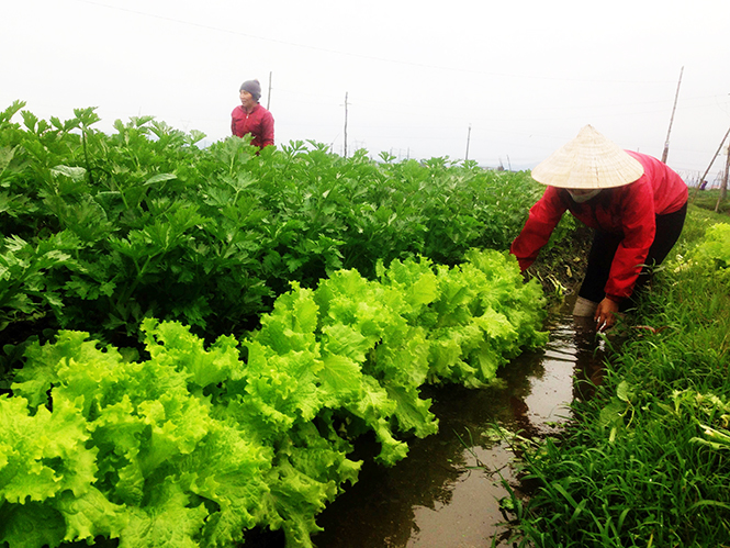 Rau, hoa bước vào vụ Tết