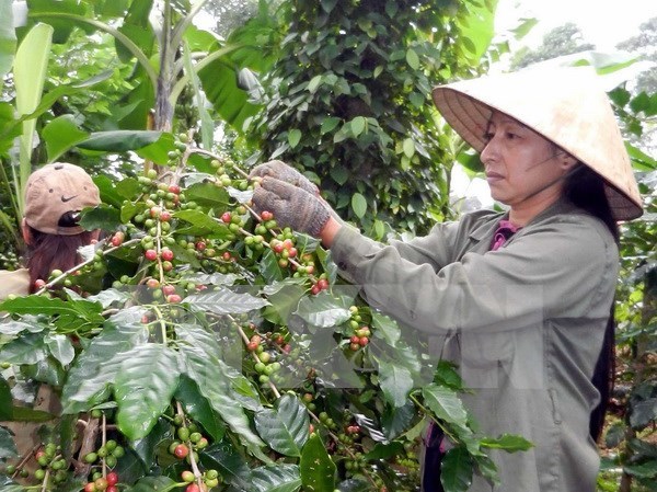 Agribank chính thức giảm lãi suất cho vay với 5 lĩnh vực ưu tiên