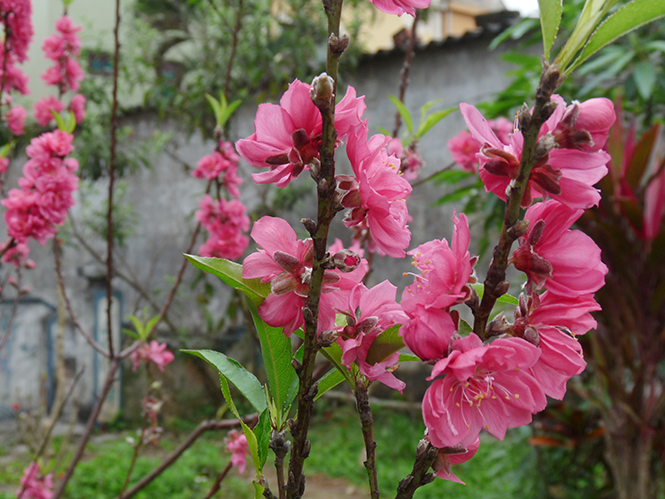 Tết quê