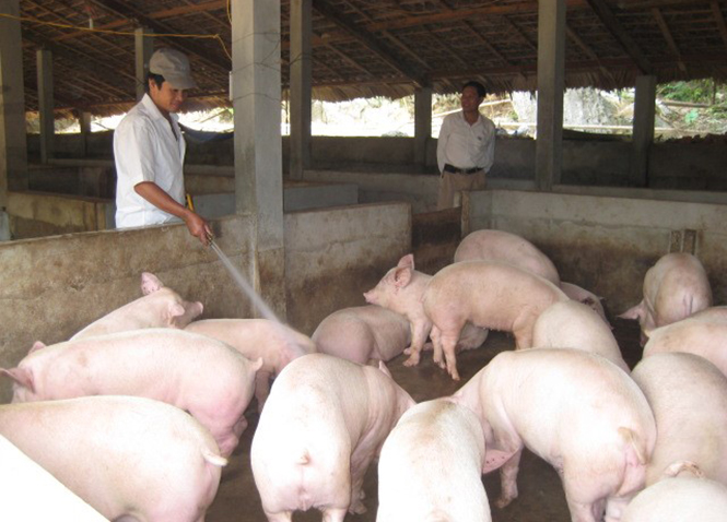 Lệ Thủy: Doanh thu của các HTX nông nghiệp đạt gần 60 tỷ đồng