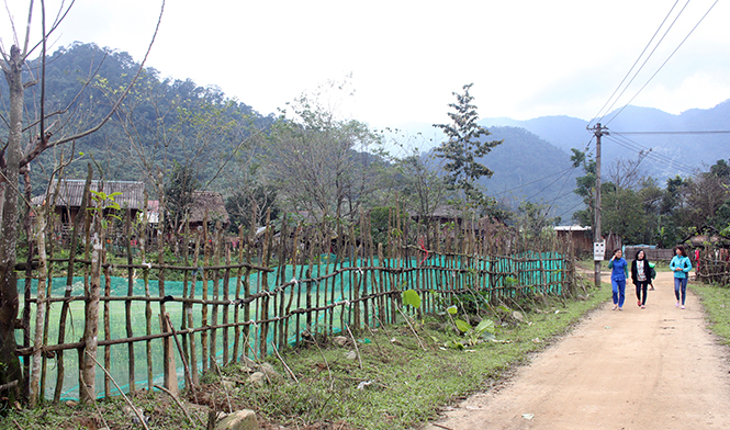 Bạch Đàn... xa hóa gần