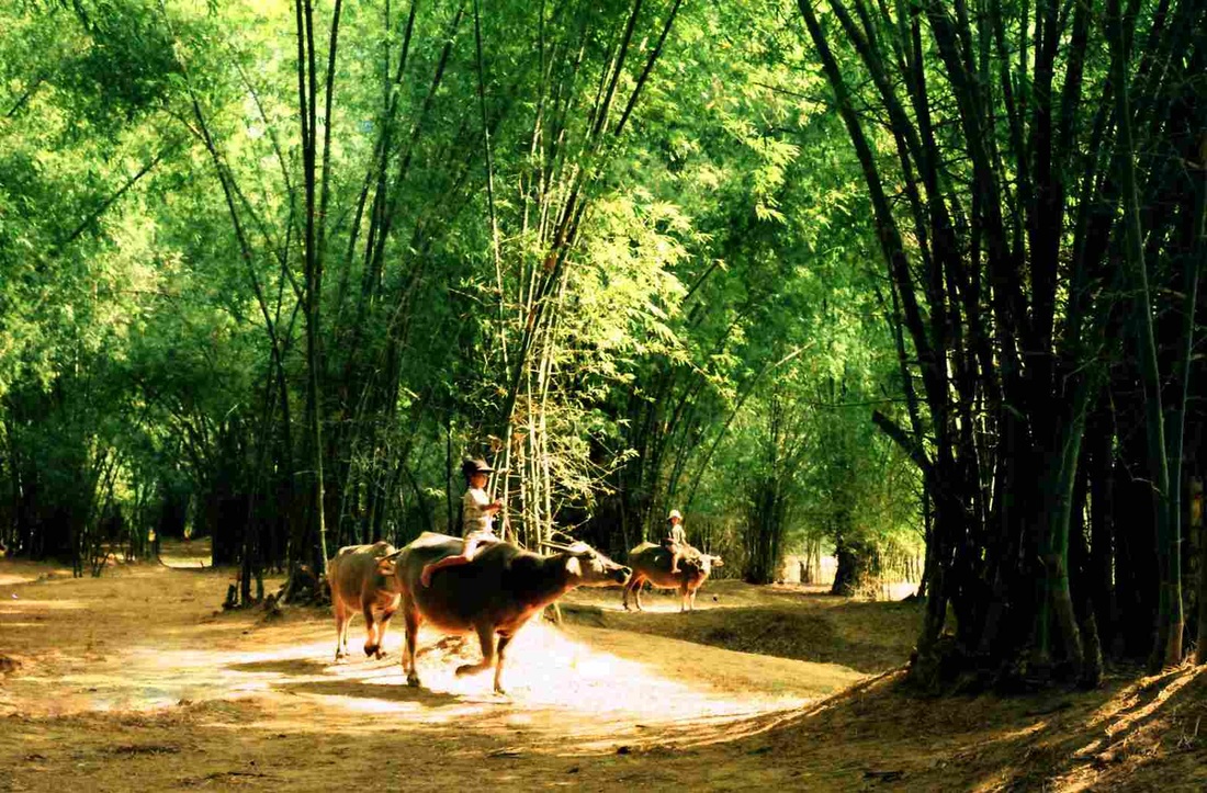 Ân tình sau lũy tre xanh