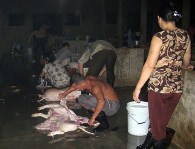 Bảo đảm an toàn thực phẩm tại các cơ sở giết mổ