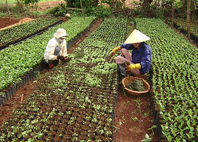 Lệ Thủy: Cầu nối tín dụng đến tay người nghèo