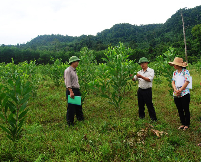 Trồng thử nghiệm giống keo lai năng suất cao