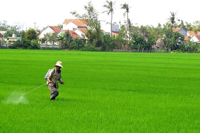Cả nước tập trung sản xuất vụ Đông Xuân và rau màu vụ Xuân