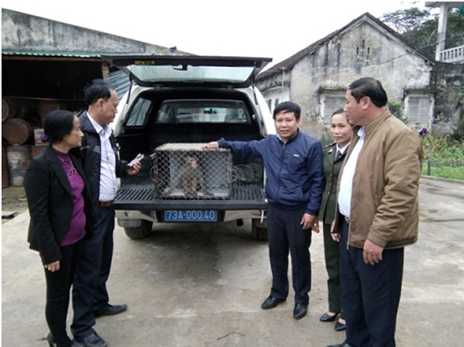Người dân tự nguyện giao nộp cá thể khỉ vàng
