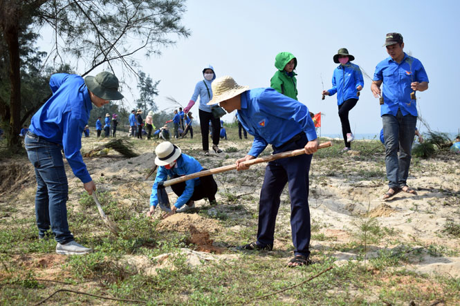 Trồng 1.000 cây phi lao chắn cát tại biển Quang Phú