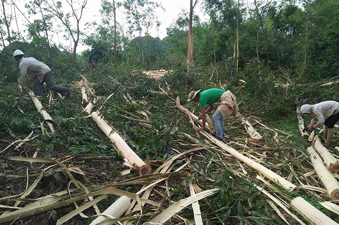 Minh Hóa: Đẩy mạnh sản xuất vụ đông-xuân