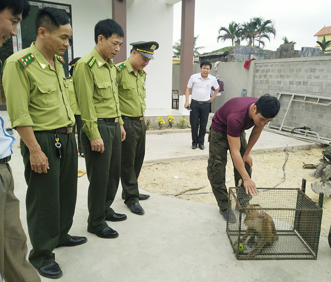 Hạt kiểm lâm Đồng Hới tiếp nhận cá thể khỉ đuôi lợn quý hiếm từ người dân