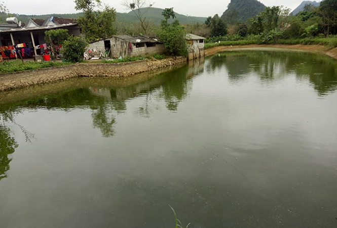 Triệu phú rừng xanh
