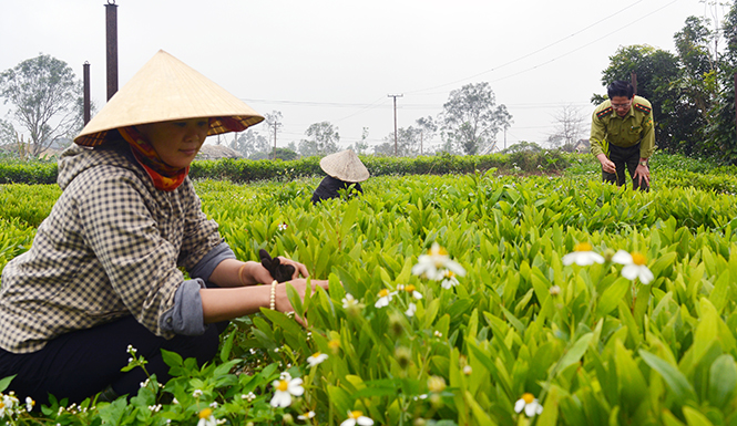Đẩy mạnh trồng rừng vụ xuân