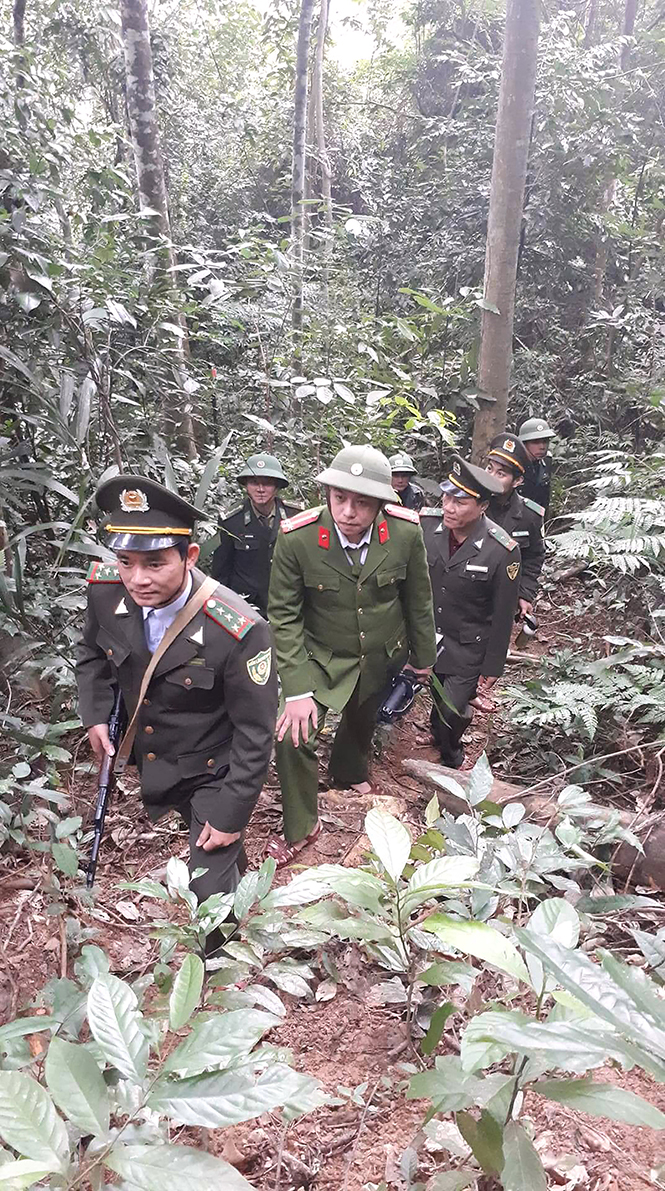 Nâng cao hiệu quả quản lý và bảo vệ rừng