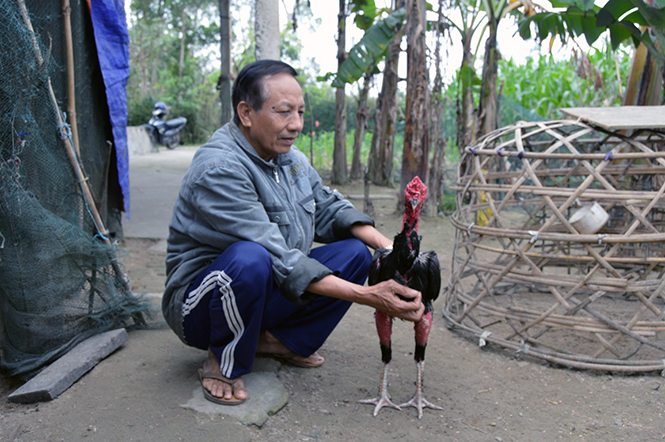 Trò chơi gà chọi ngày xuân