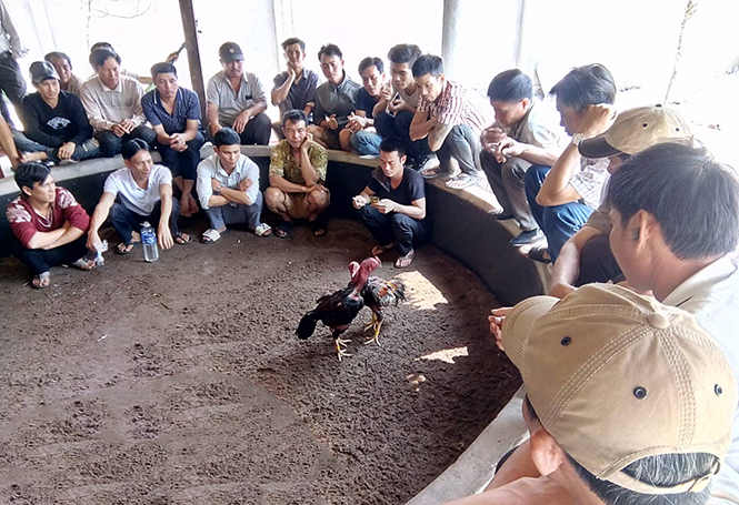 Trò chơi gà chọi ngày xuân- Bài 2: Những biến tướng của trò chơi gà chọi