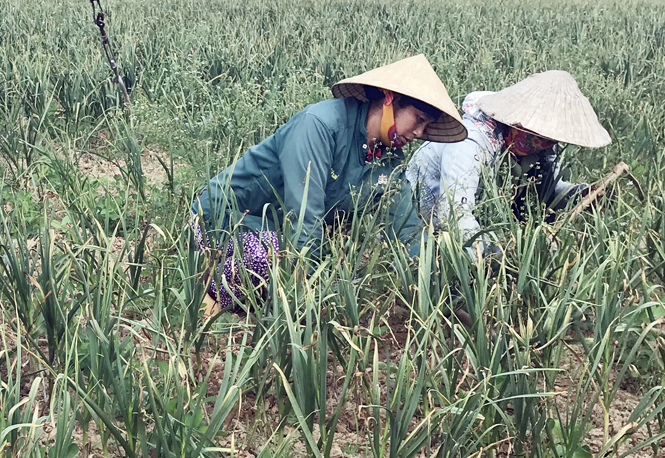 Xây dựng thương hiệu tỏi Ba Đồn