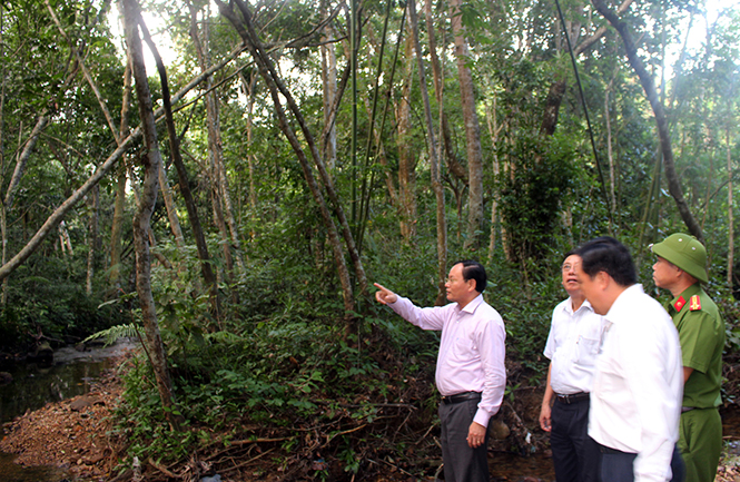 Quản lý rừng "tận gốc"
